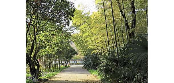 南京财经大学红山学院 - 最美大学