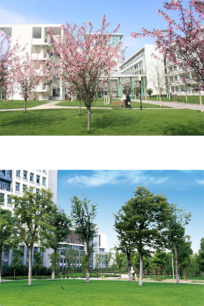 合肥大学 - 流金歲月