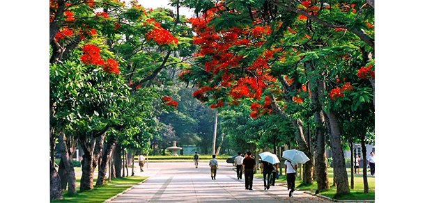 厦门大学 - 最美大学