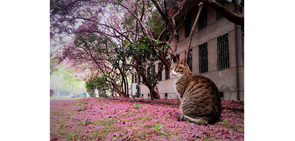 湖南财政经济学院 - 最美大学
