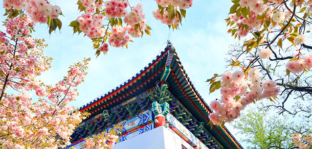 北京大学 - 最美大学