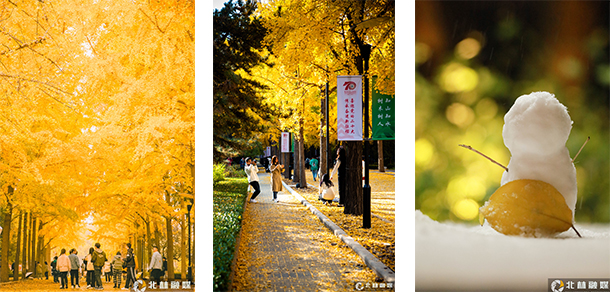 北京林业大学 - 最美大学
