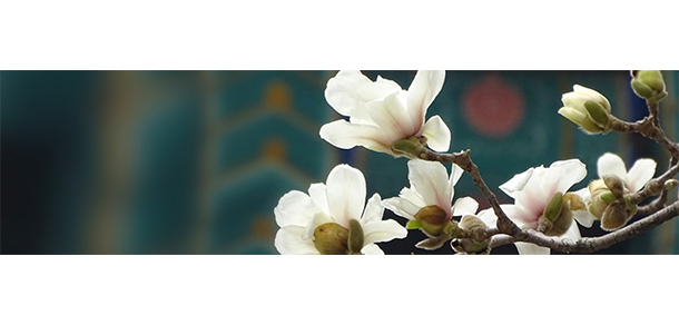 北京协和医学院 - 最美大学