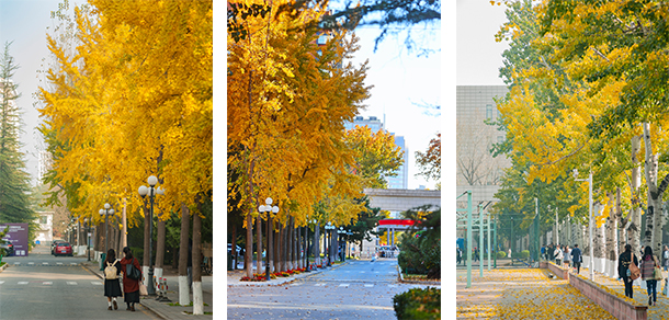 北京语言大学 - 最美大学