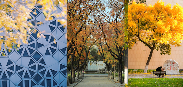 南开大学 - 最美大学