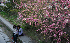 2025年强基计划招生简章