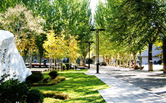 鲁迅美术学院