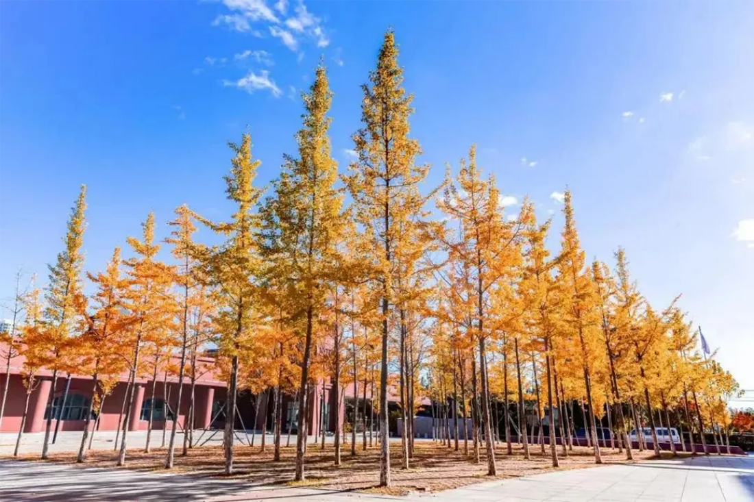 大连科技学院