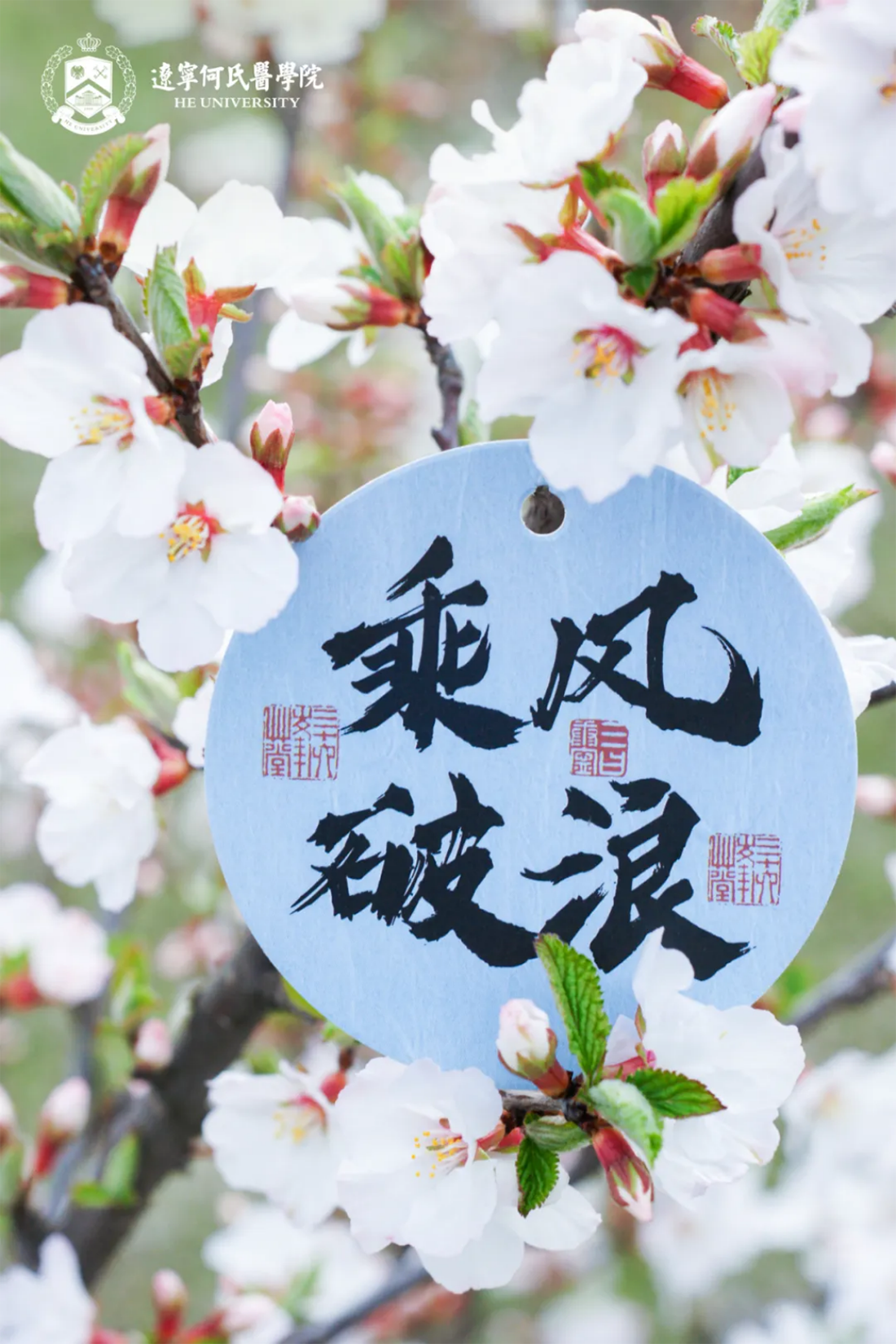 花事正盛,何氏的春天“镜”这么美!