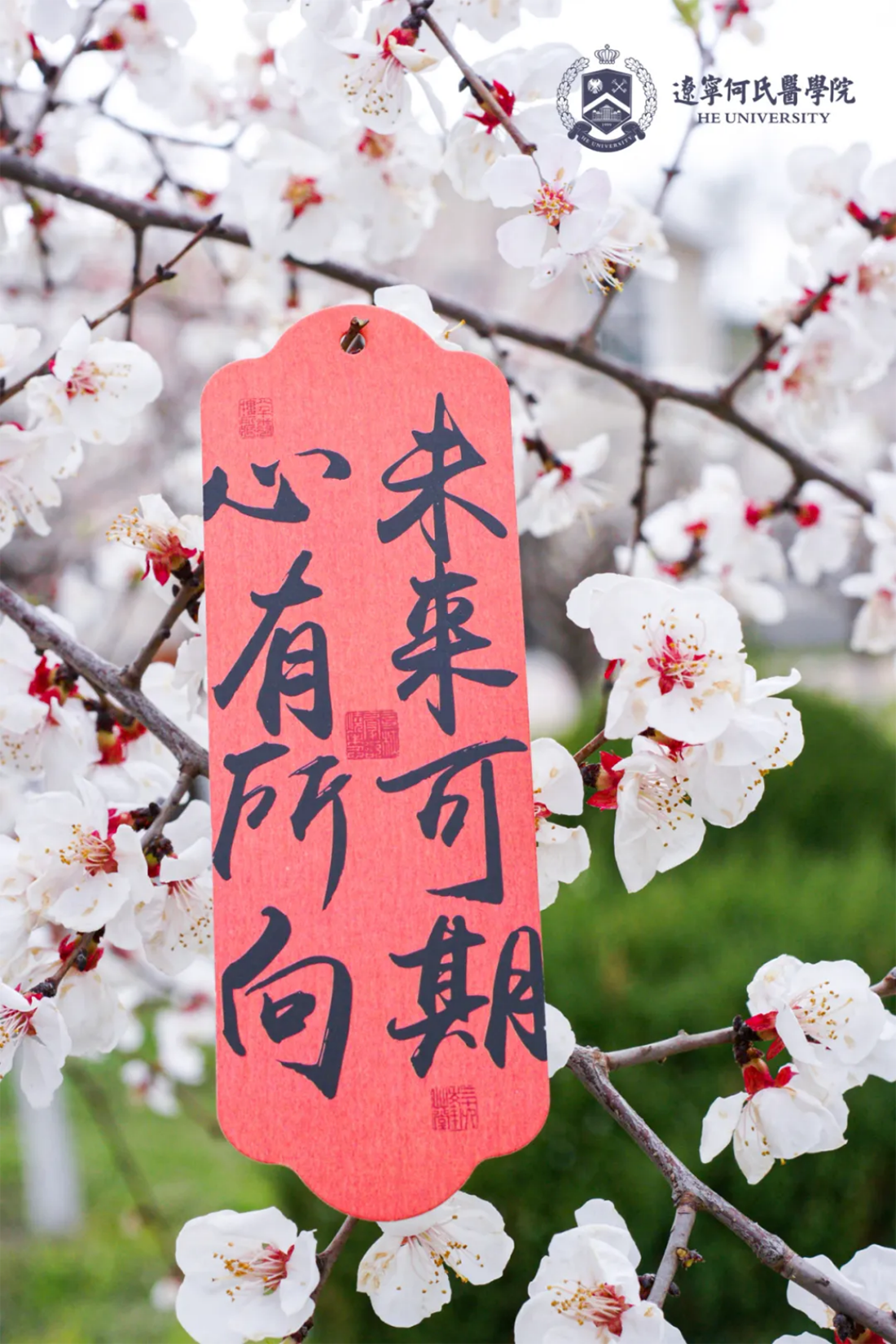 花事正盛，何氏的春天“镜”这么美！