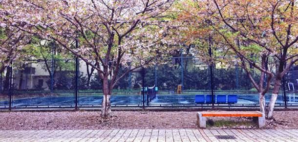 同济大学 - 最美大学